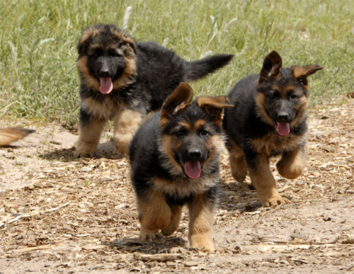 German Baby Dogs
