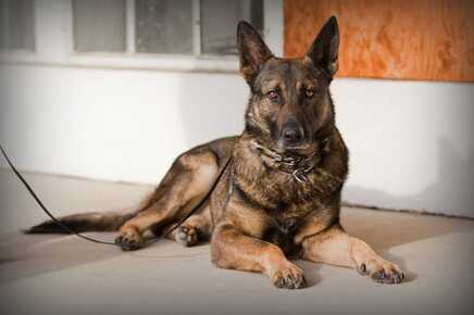 Personal Protection Trained Dogs for Sale | K9SecurityEngland